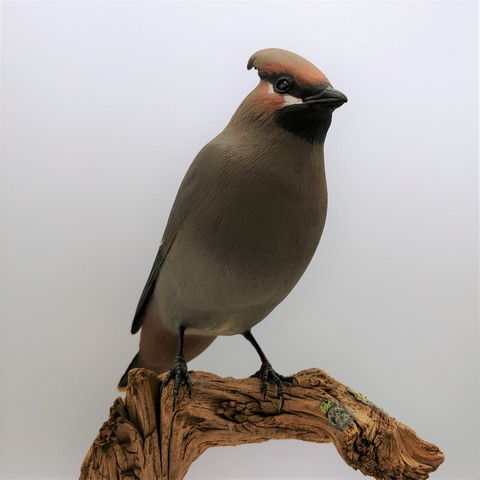 Bohemian Waxwing $1300 at Hunter Wolff Gallery